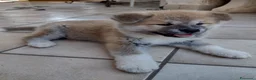 Akita Inu cani in vendita: Cuccioli di Akita giapponese  - Annuncio 8