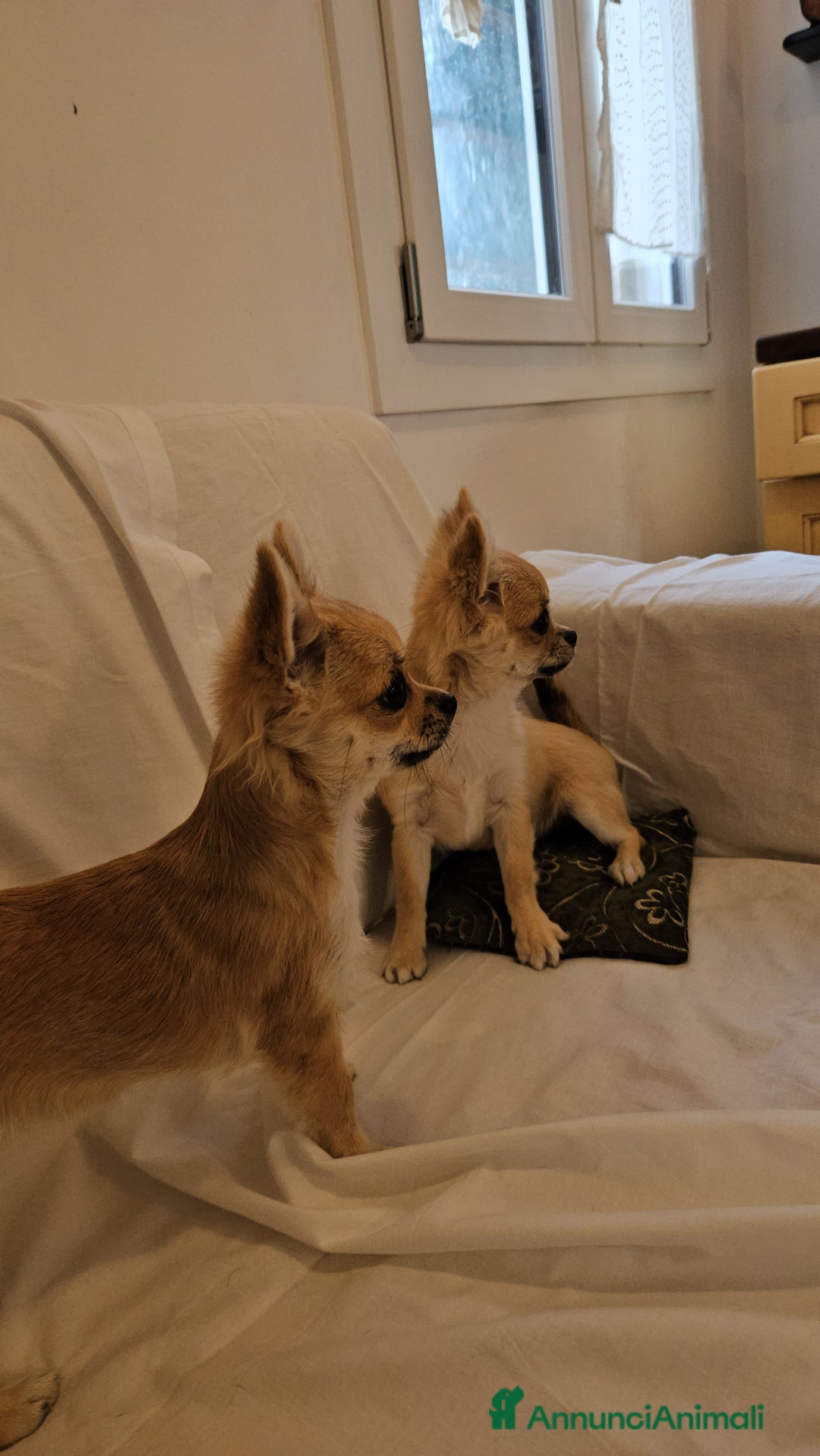 Chihuahua cani in vendita: Chihuahua Femmina a pelo lungo con Pedegree Enci  - Annuncio 2