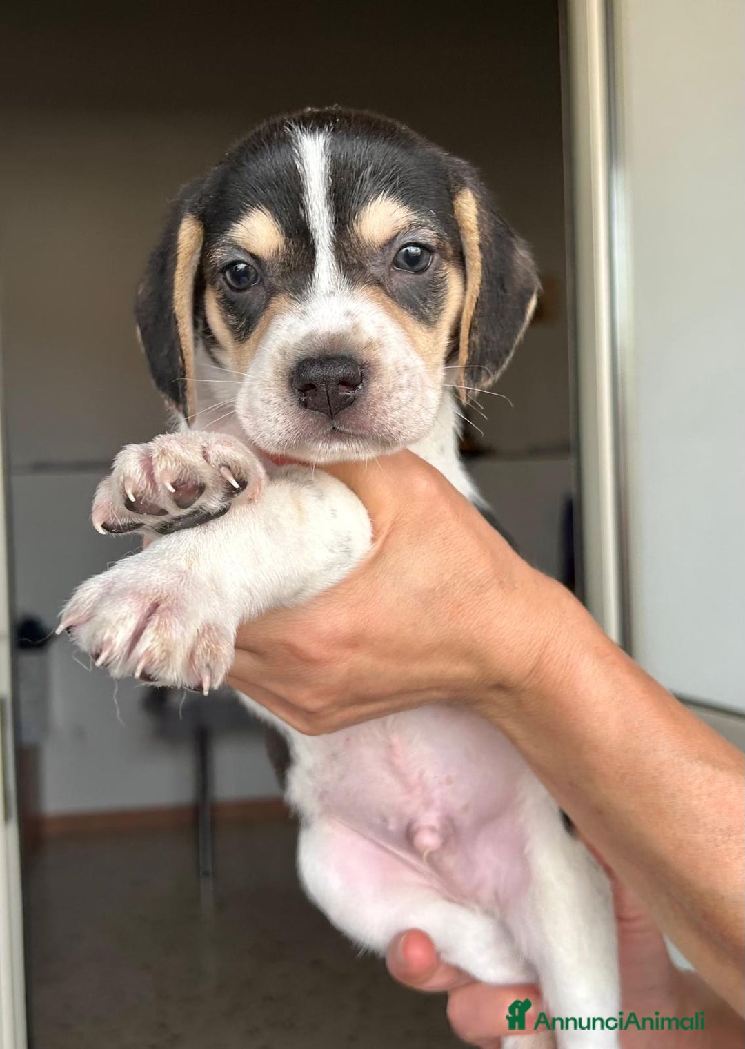 Altre razze cani in regalo: Milena ed i suoi fratellini cercano casa  a Città metropolitana di Roma Capitale - Annuncio 5