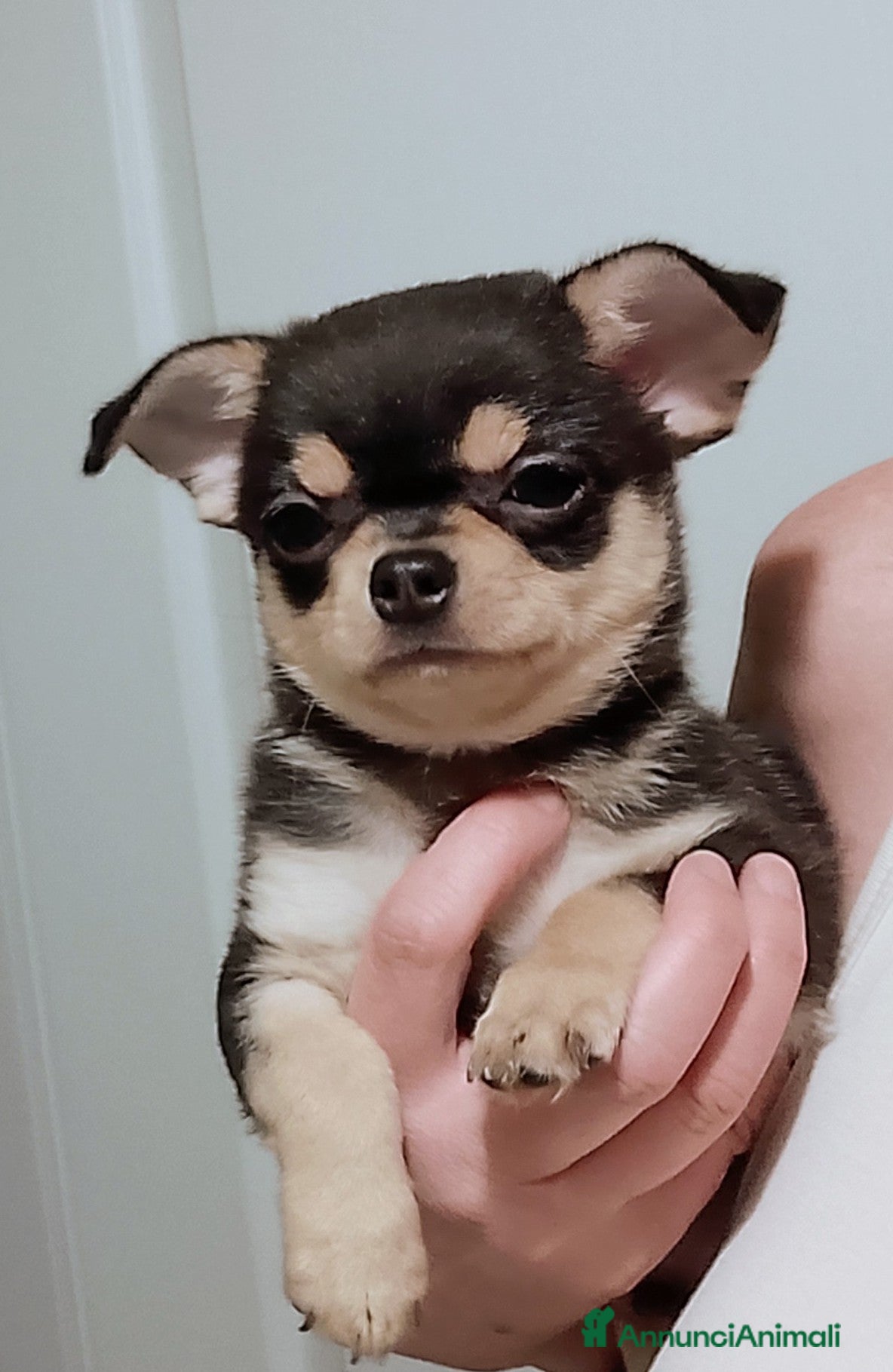 Chihuahua cani Chihuahua pedigree ENCI  - Annuncio 1