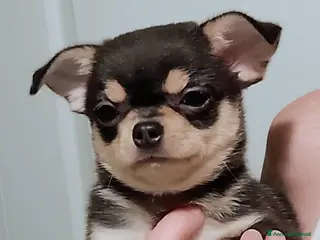 Chihuahua cani Chihuahua pedigree ENCI - Annuncio 1