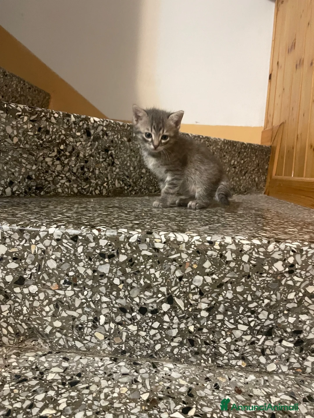 Meticcio gatti in vendita: Gattino grigio  - Annuncio 9