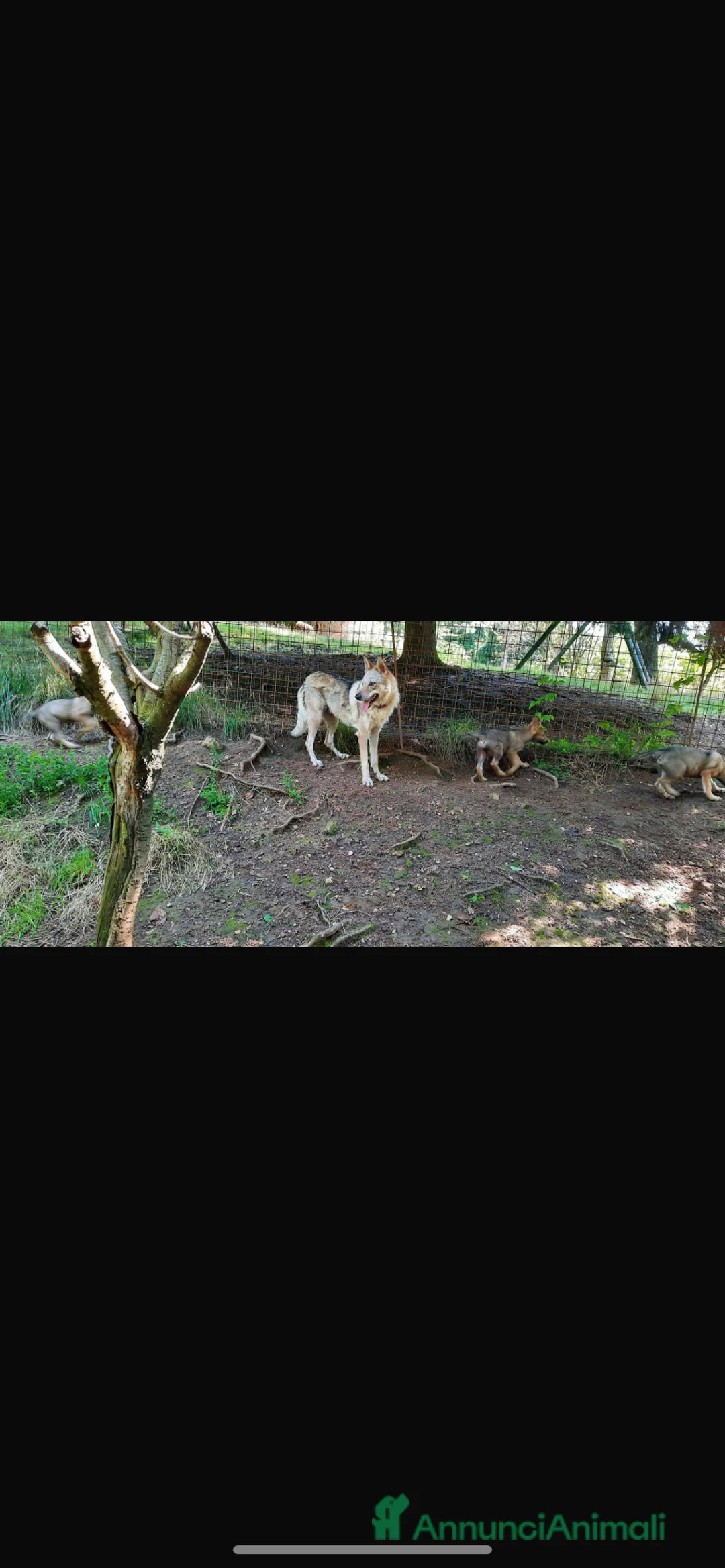 Lupo Cecoslovacco cani in vendita: Cucciolo maschio cane lupo cecoslovacco  - Annuncio 7