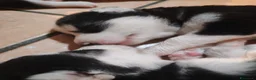 Husky cani in vendita: Cuccioli di siberian husky - Annuncio 31