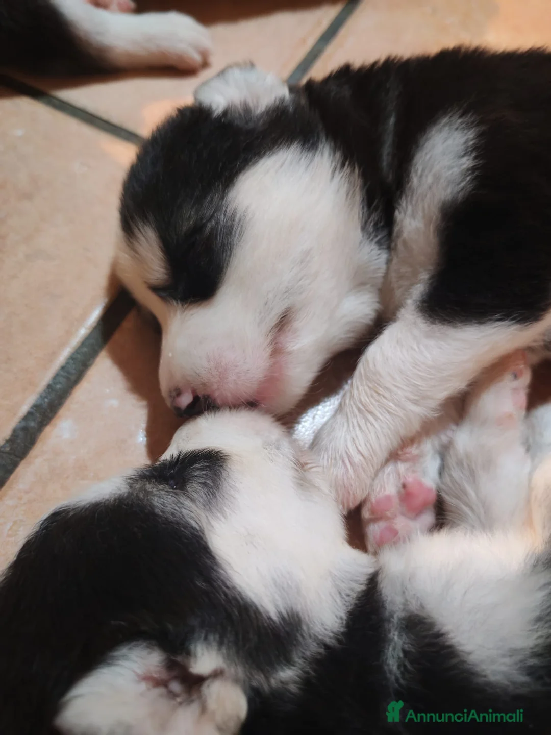 Husky cani in vendita: Cuccioli di siberian husky - Annuncio 31