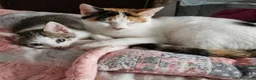 Altre razze gatti in vendita: Calico - Annuncio 3