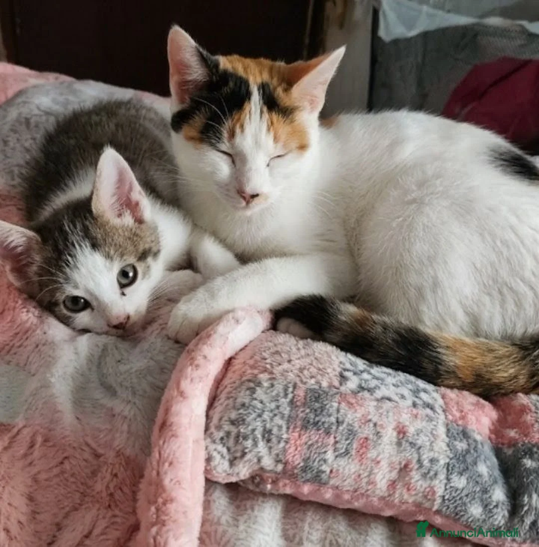 Altre razze gatti in vendita: Calico - Annuncio 3