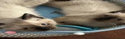 Siamese gatti in vendita: Siamesini - Annuncio 4