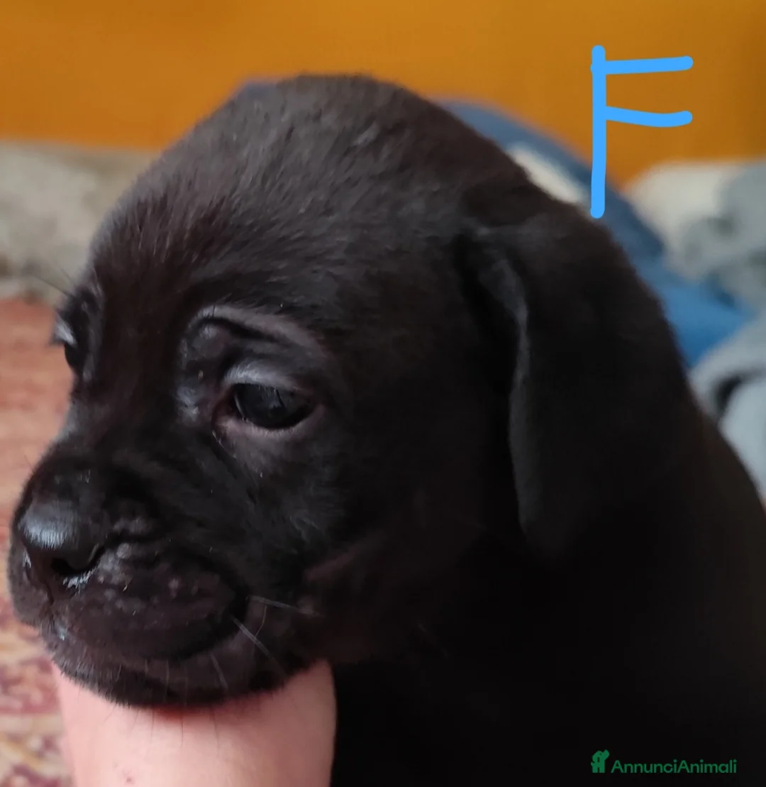 Cane Corso cani in vendita: Cuccioli di cane corso  - Annuncio 17