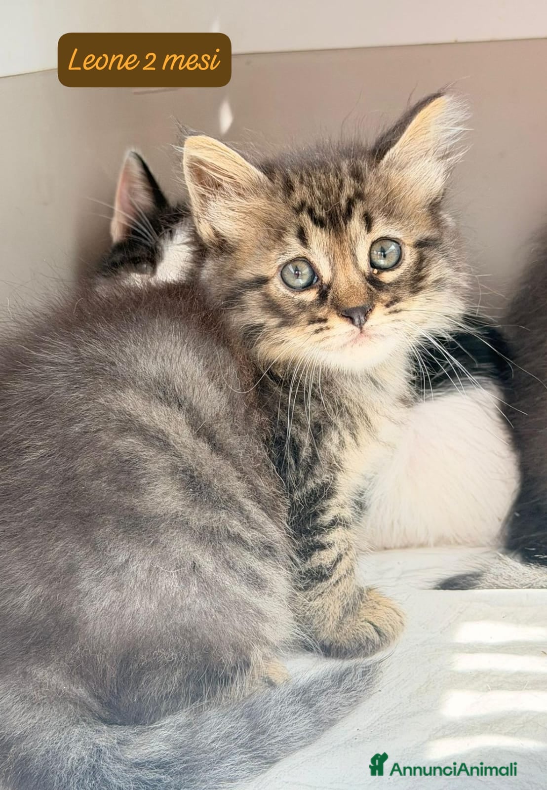 Altre razze gatti S.o.s. gattini da salvare  - Annuncio 1