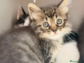 Altre razze gatti S.o.s. gattini da salvare - Annuncio 1