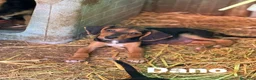 Meticcio cani in regalo: DANO, scricciolino tenerissimo! TG PICCOLA - Annuncio 4
