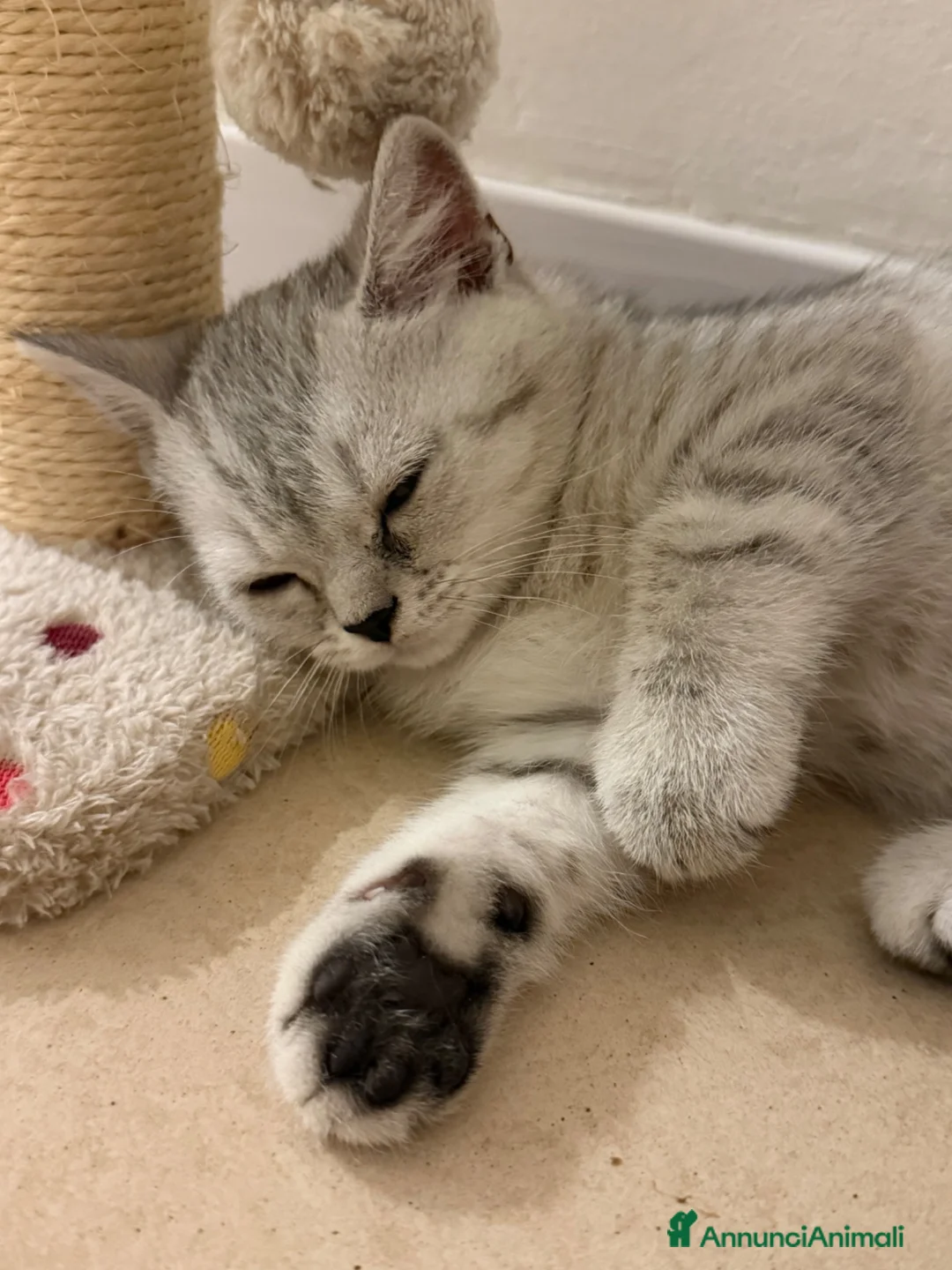 Scottish gatti in vendita: Gattino Scottish straight  a Provincia di Brescia - Annuncio 2