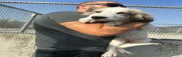 Meticcio cani in regalo: ROCKY E KAI - Annuncio 3