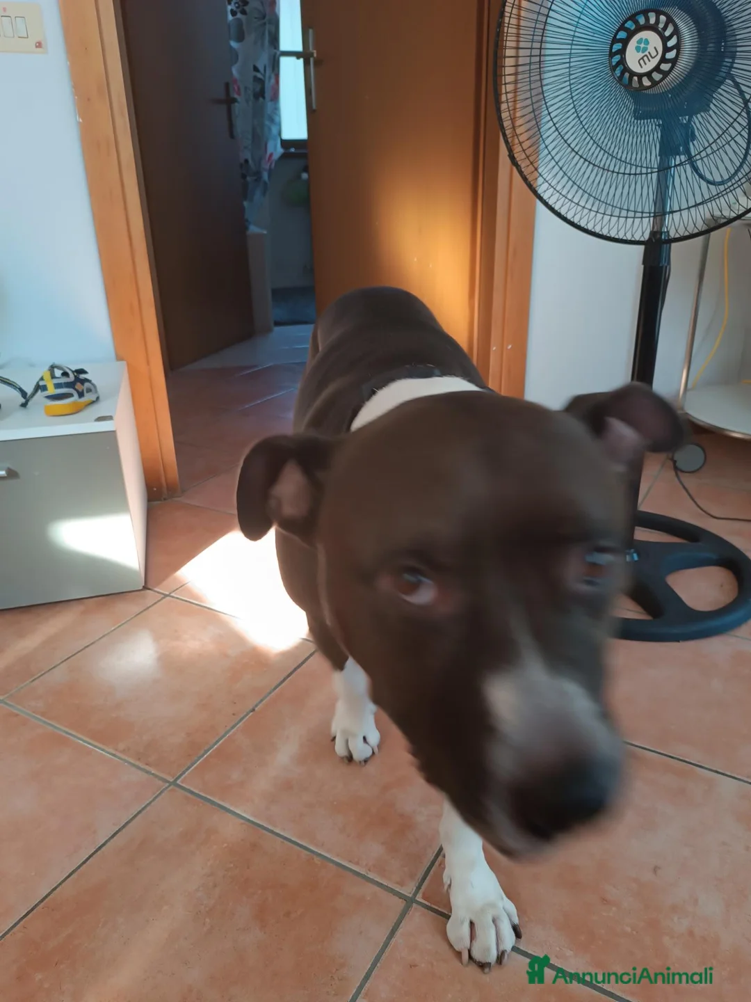 American Staffordshire cani in regalo: Il suo nome e Tyson - Annuncio 2