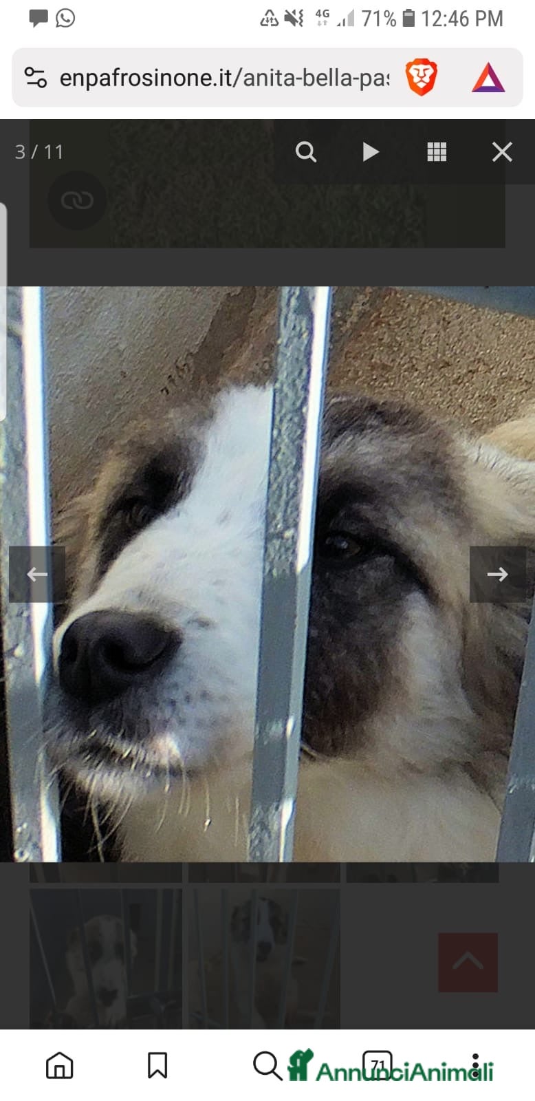 Australian Shepherd cani ADOZ.DEL CUORE: pastorina, dolce,buona,vive in box - Annuncio 2