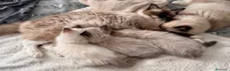 Ragdoll gatti in vendita: Talat  - Annuncio 5