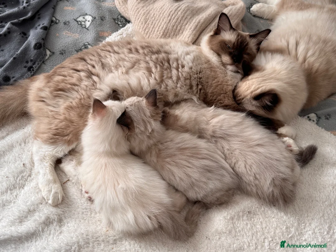 Ragdoll gatti in vendita: Talat  - Annuncio 5