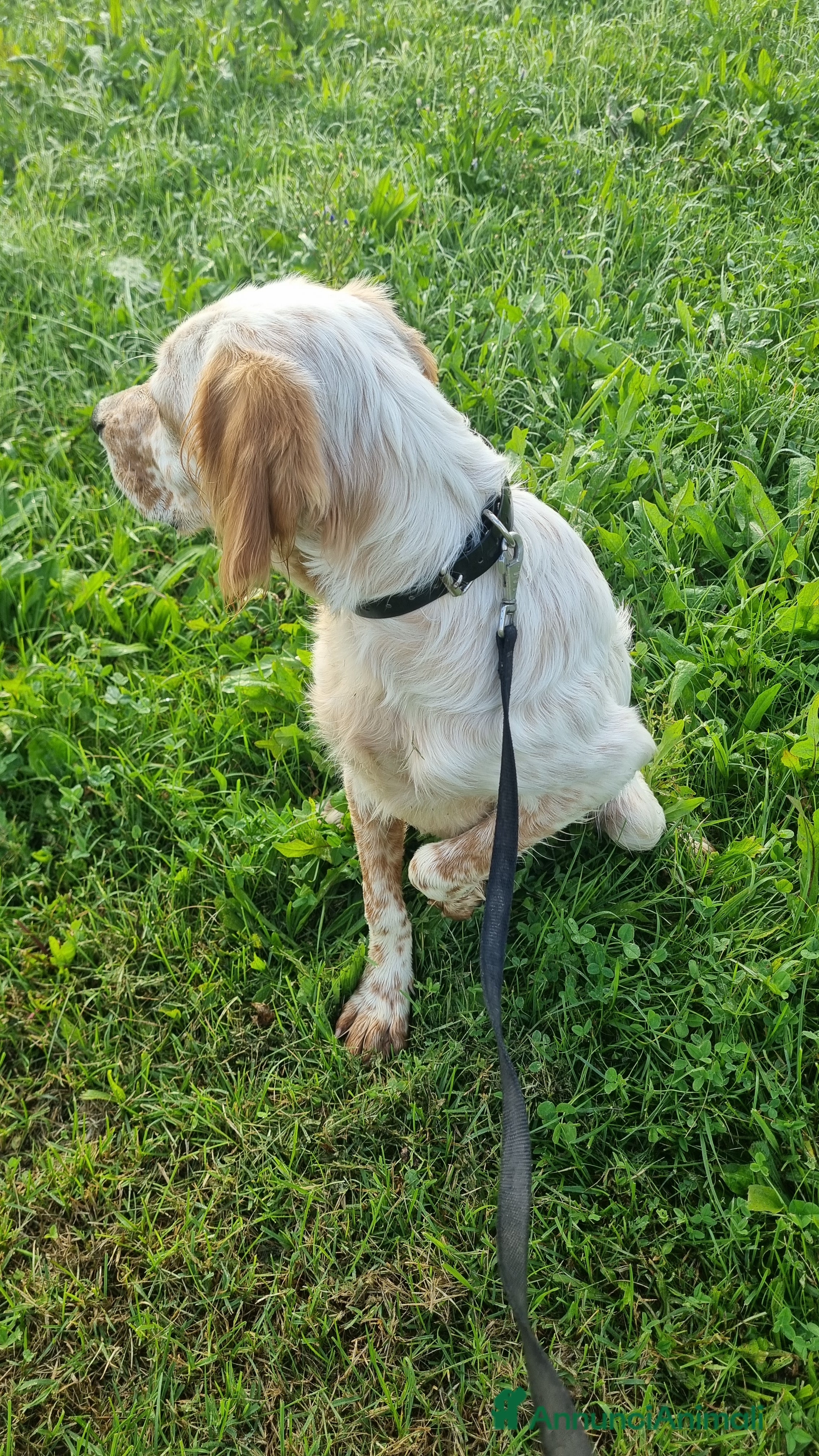 Setter Inglese cani Cucciolo Sette Inglese - Annuncio 3