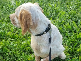 Setter Inglese cani Cucciolo Sette Inglese - Annuncio 3