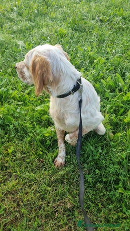Setter Inglese cani - Annuncio 2