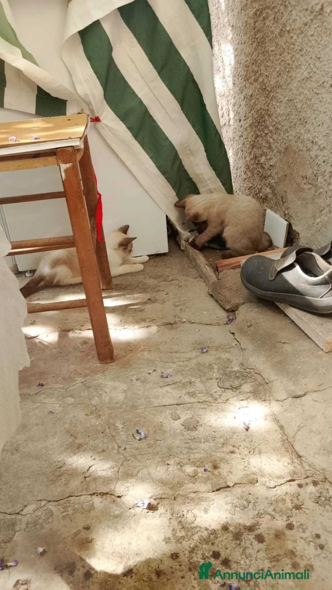 Siamese gatti in vendita: Gattini in vendita - Annuncio 2