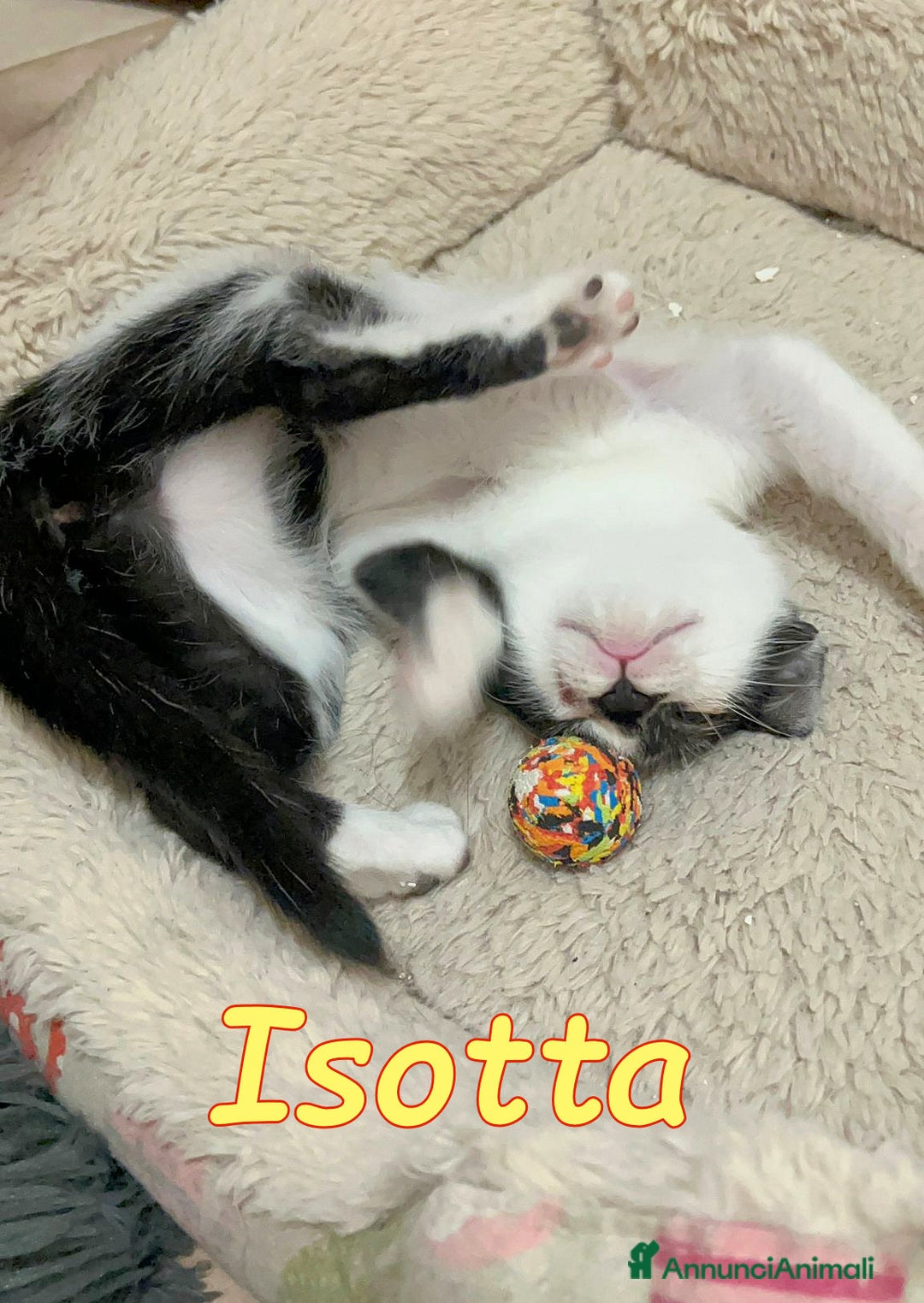 Europeo gatti in regalo: 🩷🧸#ISOTTA PANCINO PELUCHE - Annuncio 2