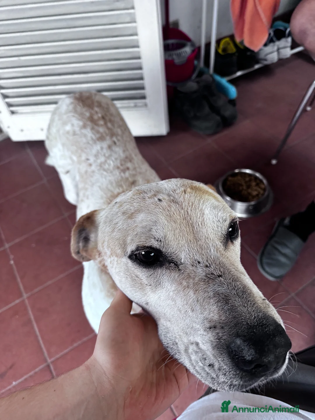Altre razze cani in regalo: Cucciolone cerca famiglia a Provincia di Ancona - Annuncio 3