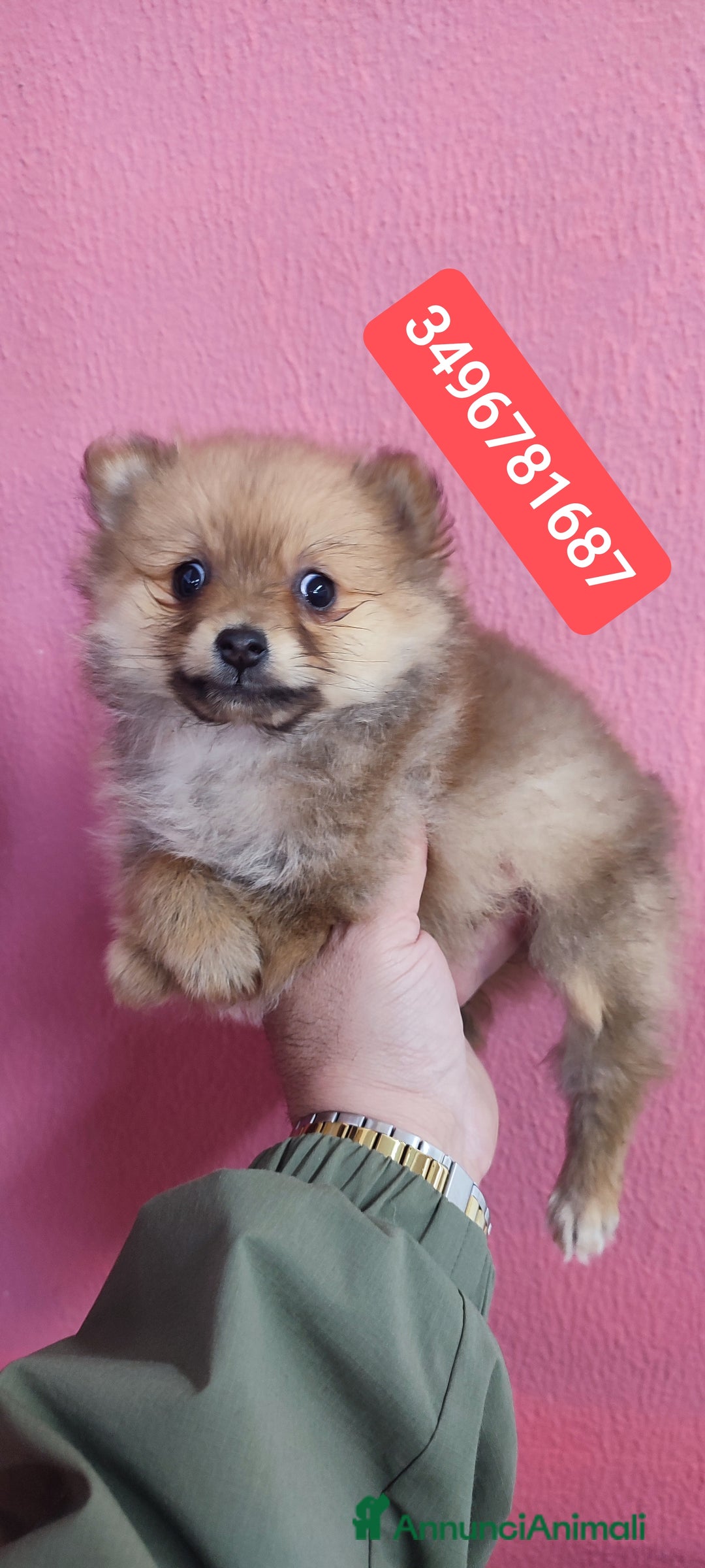 Spitz cani in vendita: SPITZ TEDESCO PICCOLO ultima stupenda batuffolina  - Annuncio 1