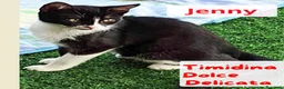Meticcio gatti in regalo: Due dolci gattine cercano famiglia - Annuncio 2
