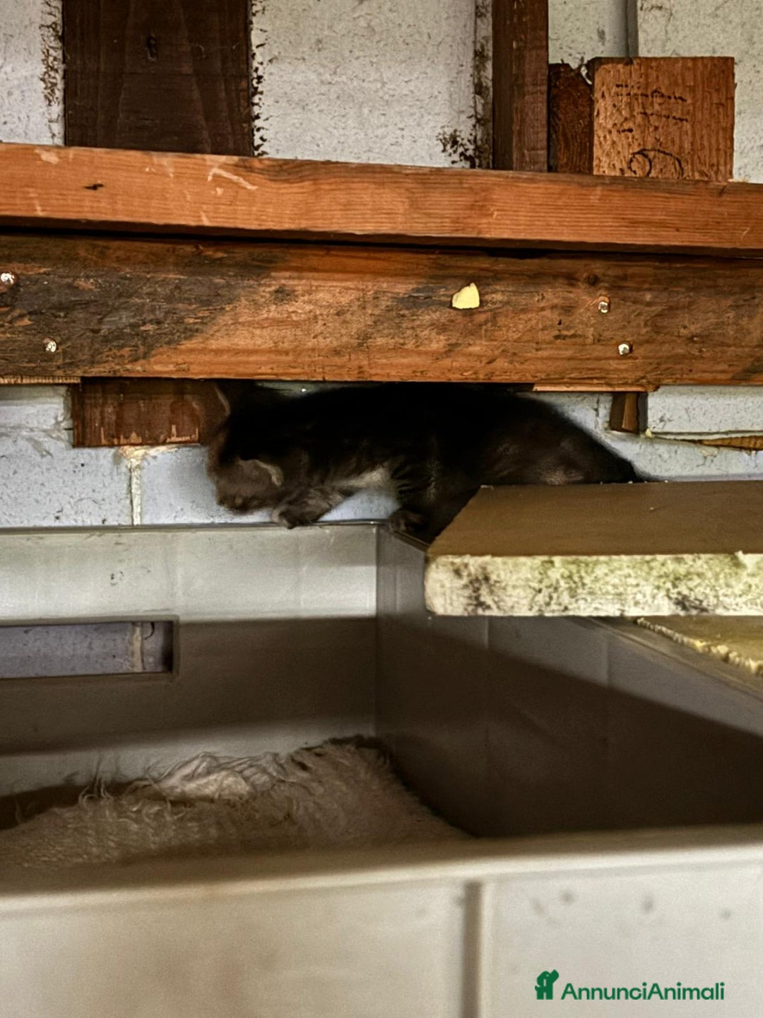Altre razze gatti in vendita: 7 allegri batuffoli in cerca di casa a Province of Brescia - Immagine 4