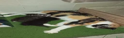 Altre razze gatti in regalo: Gattini in cerca di amore e una casa  a Provincia di Perugia - Annuncio 3