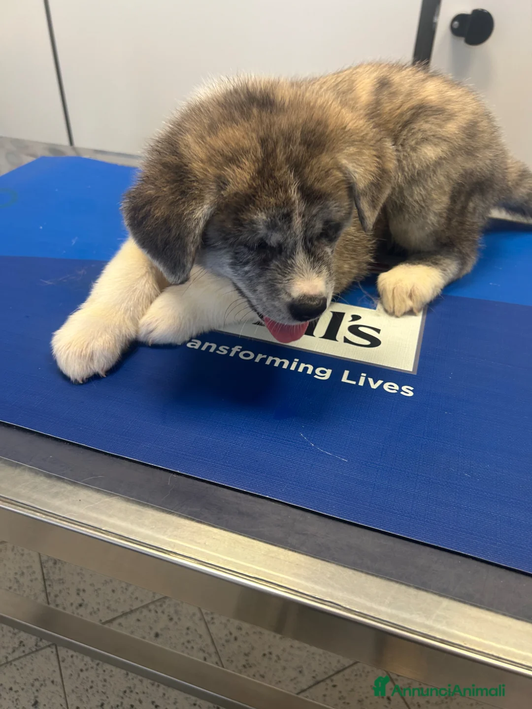 Akita Inu cani in vendita: Cuccioli di Akita Inu - Annuncio 2