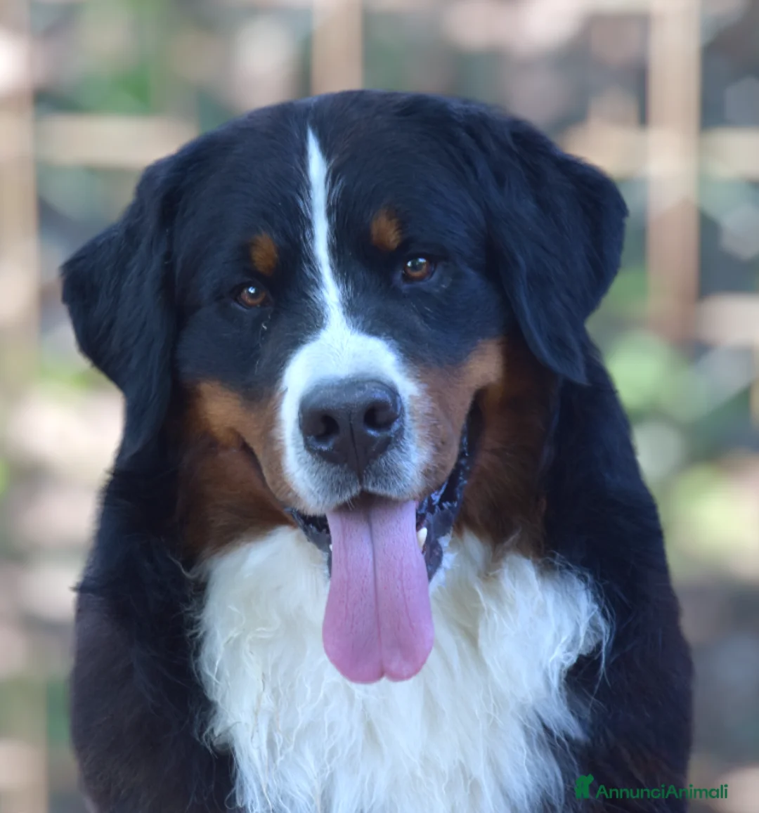 Immagine della galleria {{count}}