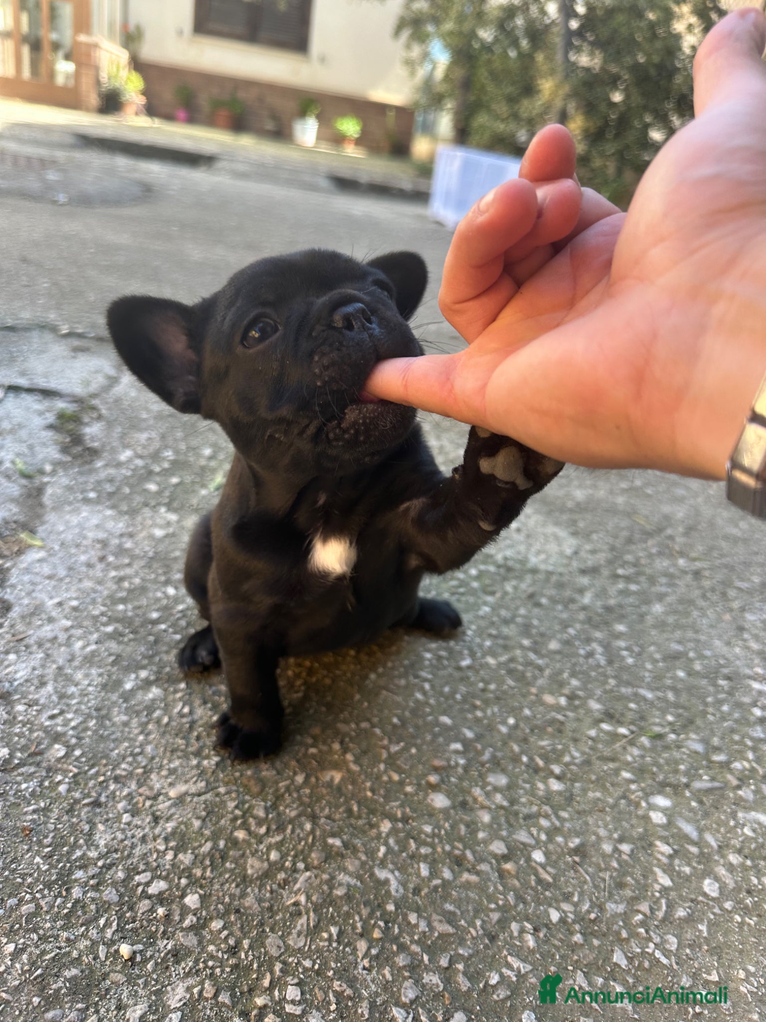 Bulldog Francese cani in vendita: bulldog francese blue e nero tigrato  - Annuncio 19