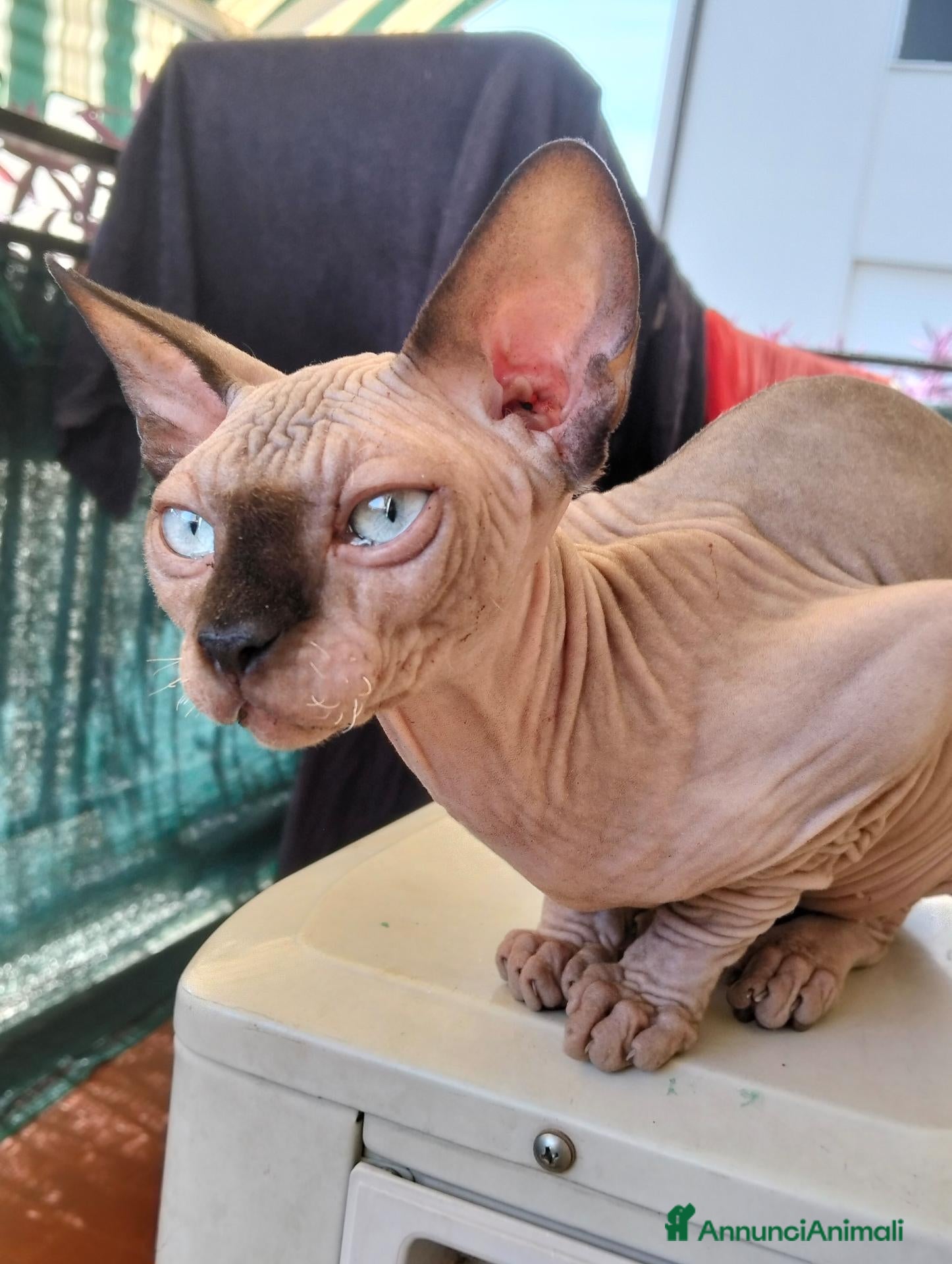 Sphynx gatti Gatto Sphynx  - Annuncio 12