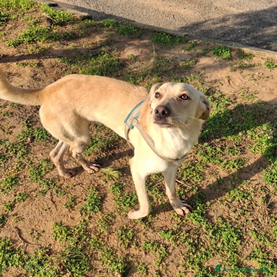 Meticcio cani in regalo: OLLY 💙-cucciolo dolce, non lasciarlo in un box - Annuncio 4