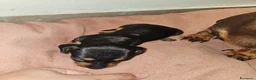 Bassotto Nano cani in vendita: Bassotto nero focato a Città metropolitana di Milano - Annuncio 10