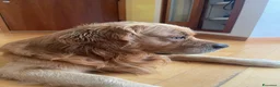 Golden Retriever cani in vendita: Cuccioli di Golsen Retriver  - Annuncio 7