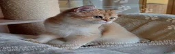 Scottish gatti in vendita: Cuccioli Scottish Straight - Annuncio 13