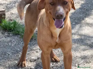 Meticcio cani CORFU' è RIMASTO SOLO a Città metropolitana di Roma Capitale - Annuncio 29