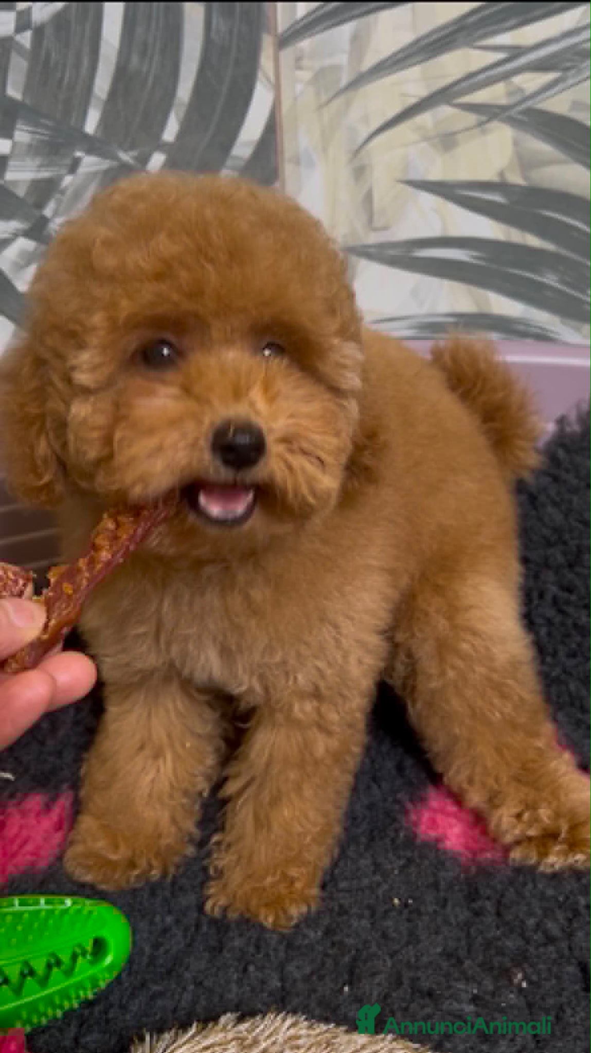Barboncino Toy cani in vendita: Cuccioli barboncino toy e mini toy  a Provincia di Brescia - Annuncio 11