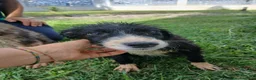 Meticcio cani in regalo: DRUSILLA 🩷 IL FASCINO È SPETTINATO ⭐ a Provincia di Vicenza - Annuncio 2