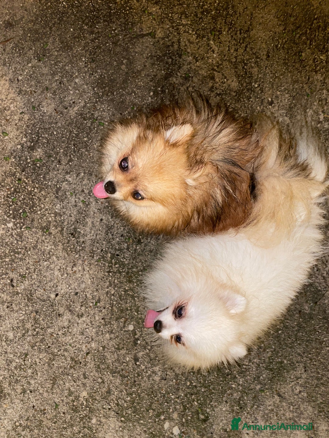 Volpino Pomerania cani in vendita: Spitz nano femmina - Annuncio 9