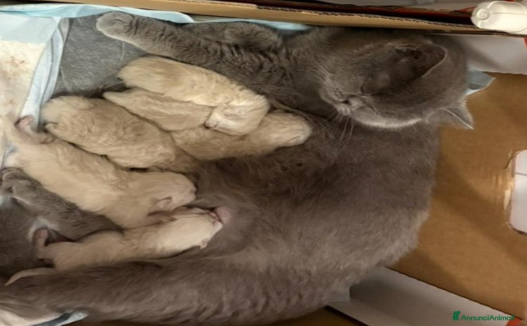 British gatti - Annuncio 1