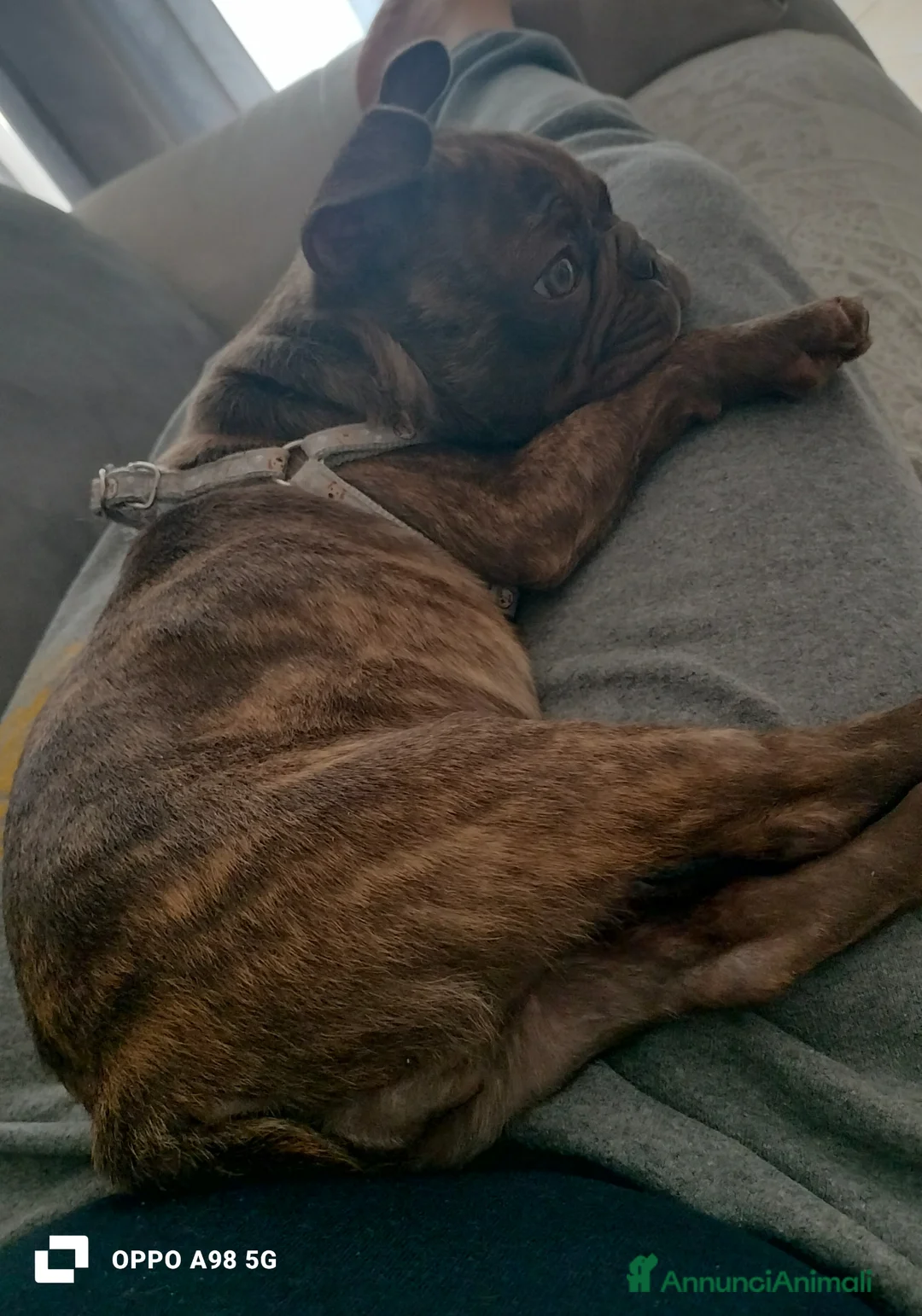 Bulldog Francese cani in vendita: Cucciola bulldog francese  a Libero consorzio comunale di Agrigento - Annuncio 2