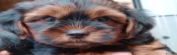 Yorkshire cani in vendita: NILO, CUCCIOLO - Annuncio 7