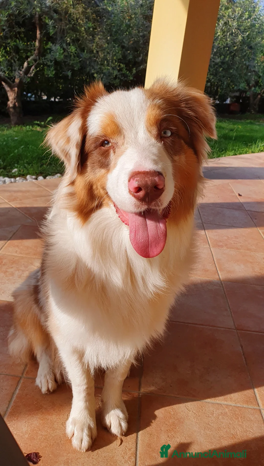 Australian Shepherd cani per accoppiamento: Fidanzata per Tito a Provincia di Lucca - Annuncio 5