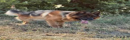 Pastore Tedesco cani in regalo: Alex Pastore tedesco di 5anni cerca una nuova casa a Provincia di Pesaro e Urbino - Annuncio 2