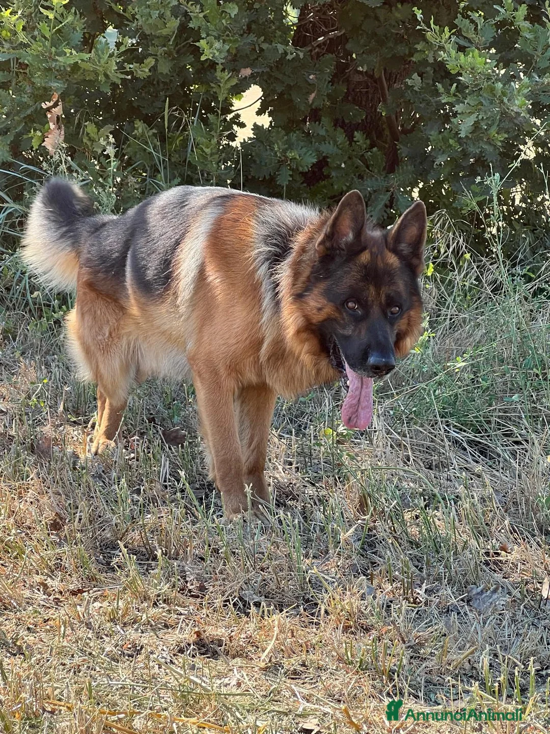 Pastore Tedesco cani in regalo: Alex Pastore tedesco di 5anni cerca una nuova casa a Provincia di Pesaro e Urbino - Annuncio 2